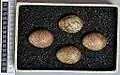 Eggs, Collection Museum Wiesbaden