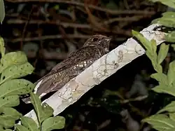 Silky-tailed nightjar