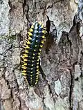 Apheloria montana, North Carolina