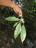 Leaves