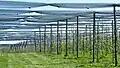Apples (Thurgau)