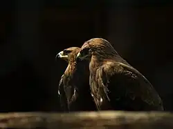 Steppe eagle
