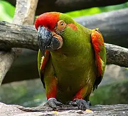 Upper body