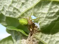 On a leaf