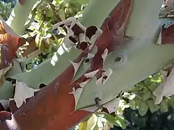 Bark
