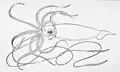 Giant squid (Architeuthis dux, max. 10–12&nbsp;m or 33–39&nbsp;ft, according to older reports, up to 20–21&nbsp;m or 66–69&nbsp;ft)