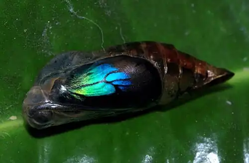 Chrysalis (final stage)