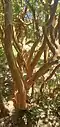 Arrayan (Luma apiculata)