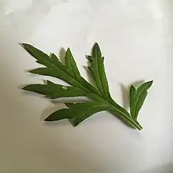 aaa