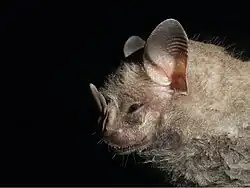 Brown bat