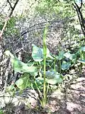 Habitus