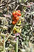 Fruit (ripe)