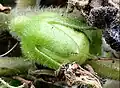 Single, ripening seed capsule, greatly enlarged: contrast between pubescent peduncle and calyx and glabrous capsule