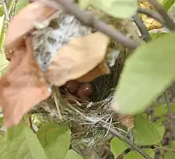 Nest with eggs, Hyderabad, India