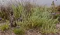 Asparagus macrorrhizus (Mar Menor asparagus), an endemic species in critical danger of extinction.