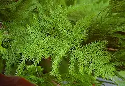 Asparagus setaceus