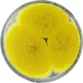 Aspergillus bertholletius growing on CYA plate