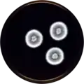 Penicillium inflatus growing on MEAOX plate