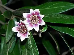 "flowers"