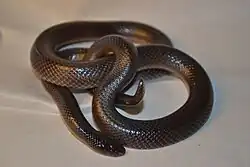 Atractaspis_bibronii_full_body