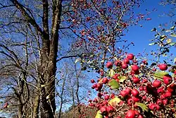 Crataegus laevigata in the park