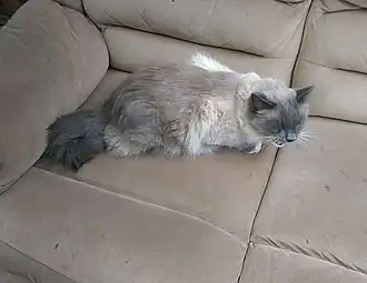 lil meow meow