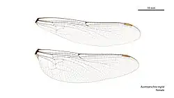 Female wings