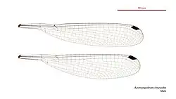 Male wings