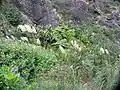 Austroderia splendens