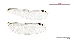 Male wings