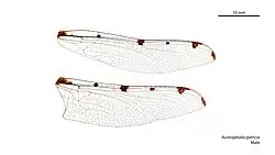 Male wings