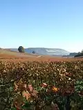 Image 71Autumn at Denbies Vineyard looking across the Mole Gap to Box Hill, the steepest slopes of the North Downs (from Portal:Surrey/Selected pictures)