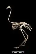 Ostrich skeleton
