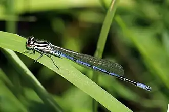 juvenile