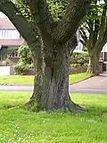 Bark