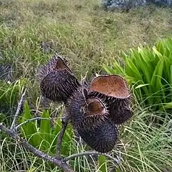 Dry seed pods