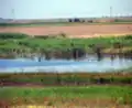 A pond in Balta Ialomiței