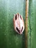 Balta bicolor ootheca (egg capsule)