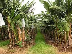 Single row planting