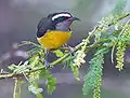 Reinita común (Coereba flaveola)
