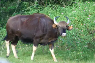 Bos gaurus, Indian Baur moving to and from Bandipur