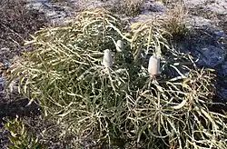 A small spreading shrub about 40&nbsp;cm (15.5&nbsp;in) high, with several inflorescences in early bud, growing in sand