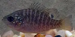 Bantma sunfish (Lepomis symmetricus), Liberty County, TX (October 2019).