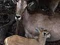 Ewe and lamb rest in the shade of a tree