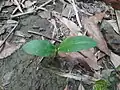 A seedling of Basella alba. The embryonic leaves are visible