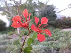 Details of flower