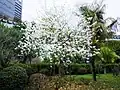 Var. candida in bloom
