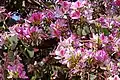 Bauhinia variegata var. variegata