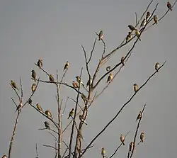 A winter flock