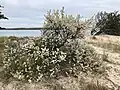 A Beach Plum on the eastern end of Long Island.